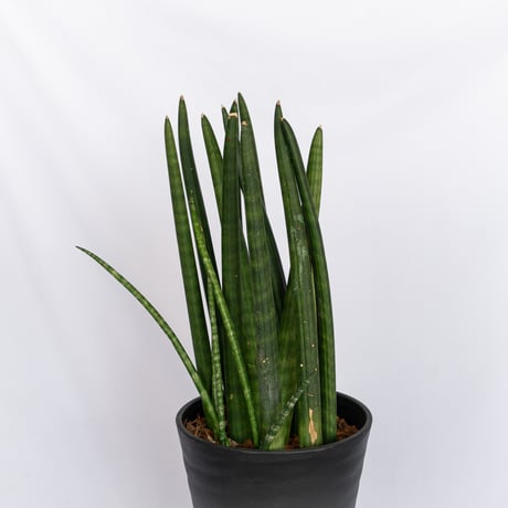 サンスベリア スタッキー Sansevieria stuckyi  観葉植物 多肉植物 インテリアグリーン 静岡 ANTIDOTE 通販 S1176