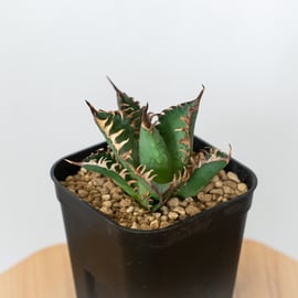 NEW ITEM】アガベ追加しました！縞斑入りの白鯨、SADや金剛の美株など