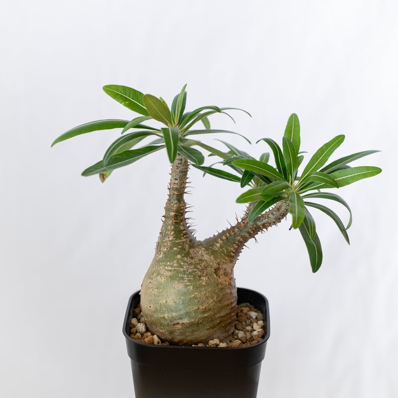 パキポディウム グラキリス 現地球 pachypodhium Gracilius 塊根植物 コ