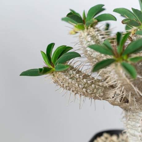 ユーフォルビア ギラウミニアナ 実生 Euphorbia guillauminiana 多肉植物 珍奇植物 ANTIDOTE 静岡 通販 S1457