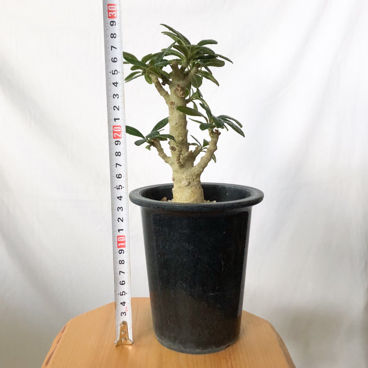 ドルステニア ギガス Dorstenia gigas 実生 塊根植物 多肉植物 珍奇