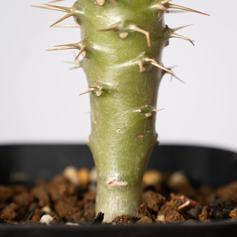 パキポディウム アンボンゲンセ 実生 Pachypodium ambongense. 塊根植物