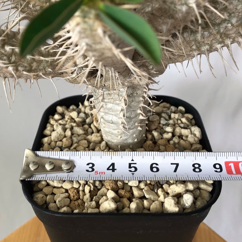 ユーフォルビア ギラウミニアナ 実生 Euphorbia guillauminiana 多肉植