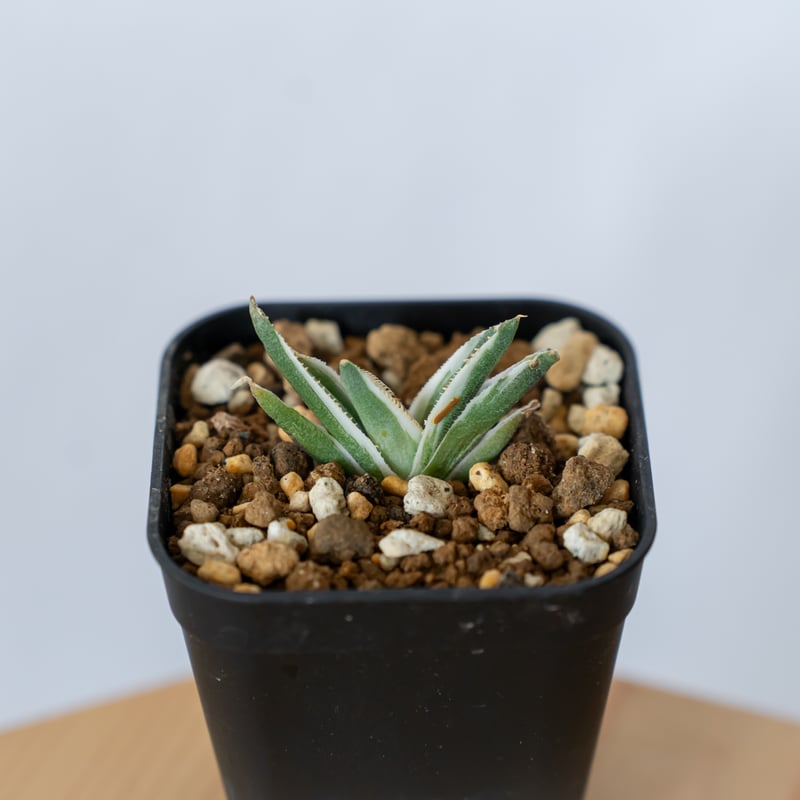 アガベ　チタノタ　鷹眼 アガベ チタノタ 鷹の目 鷹眼【発根管理中】TC株 Agave titanota Hawk e