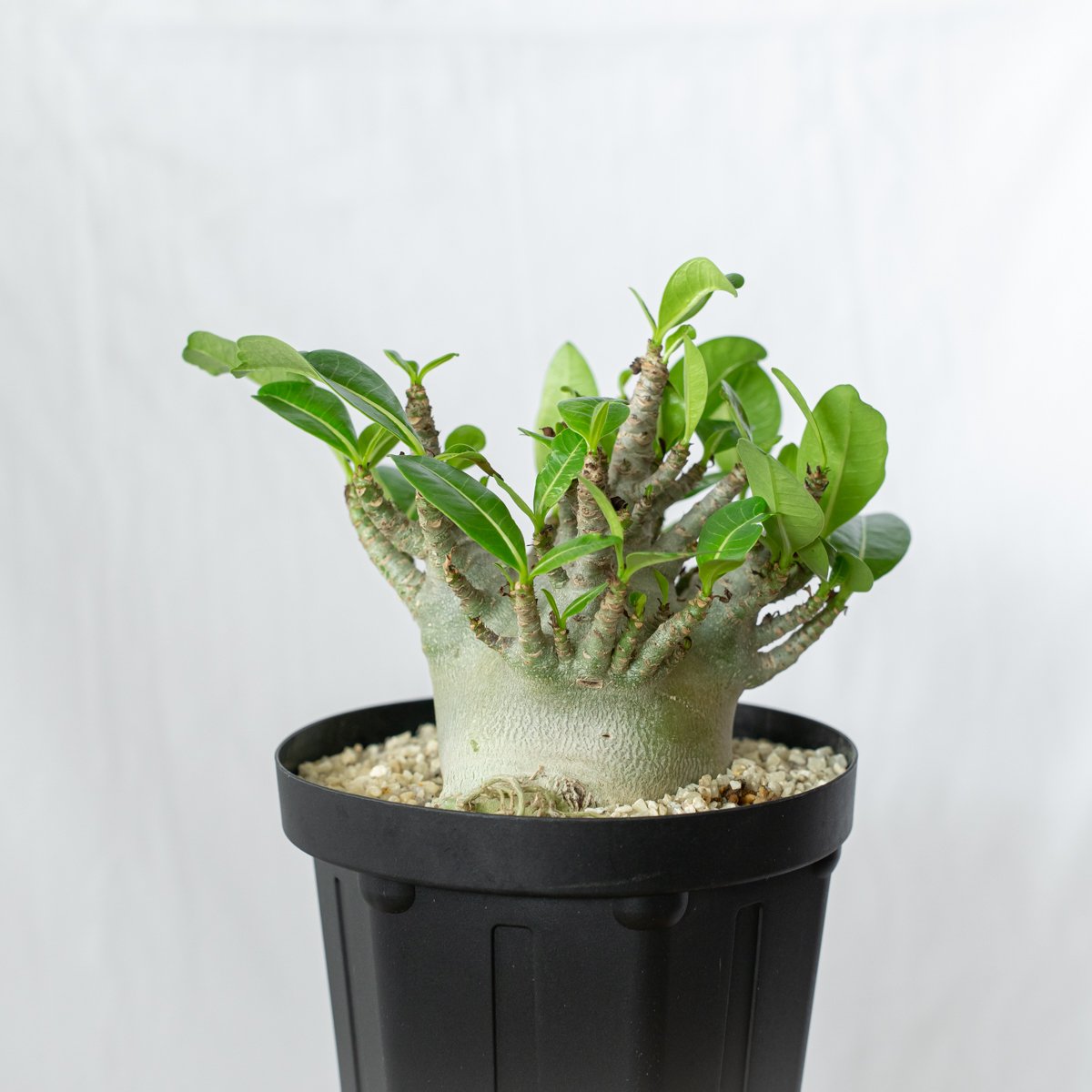 アデニウム アラビカム ブラックスキン 大株 輸入株 Adenium Arabicum
