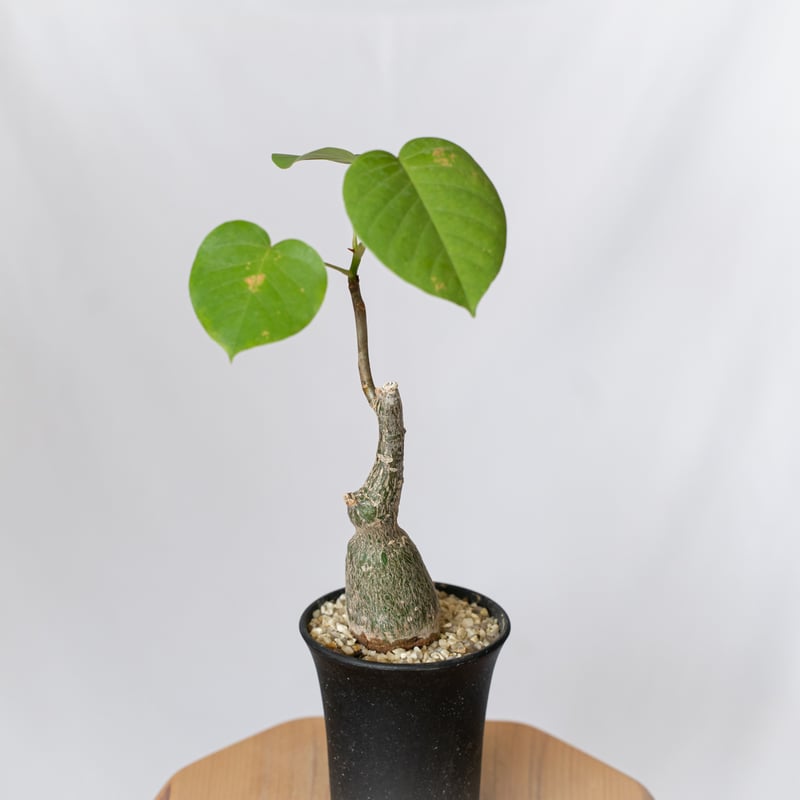 プセウドボンバックス エリプティクム pseudobombax ellipticum