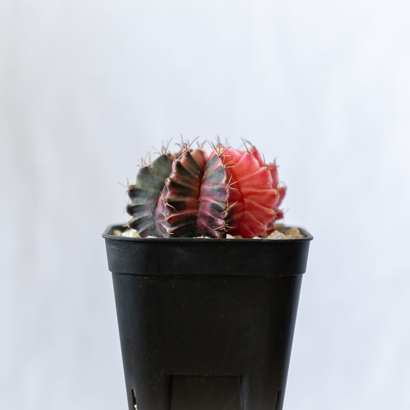 ギムノカリキウム ミハノビッチ 実生【発根管理中】緋牡丹錦