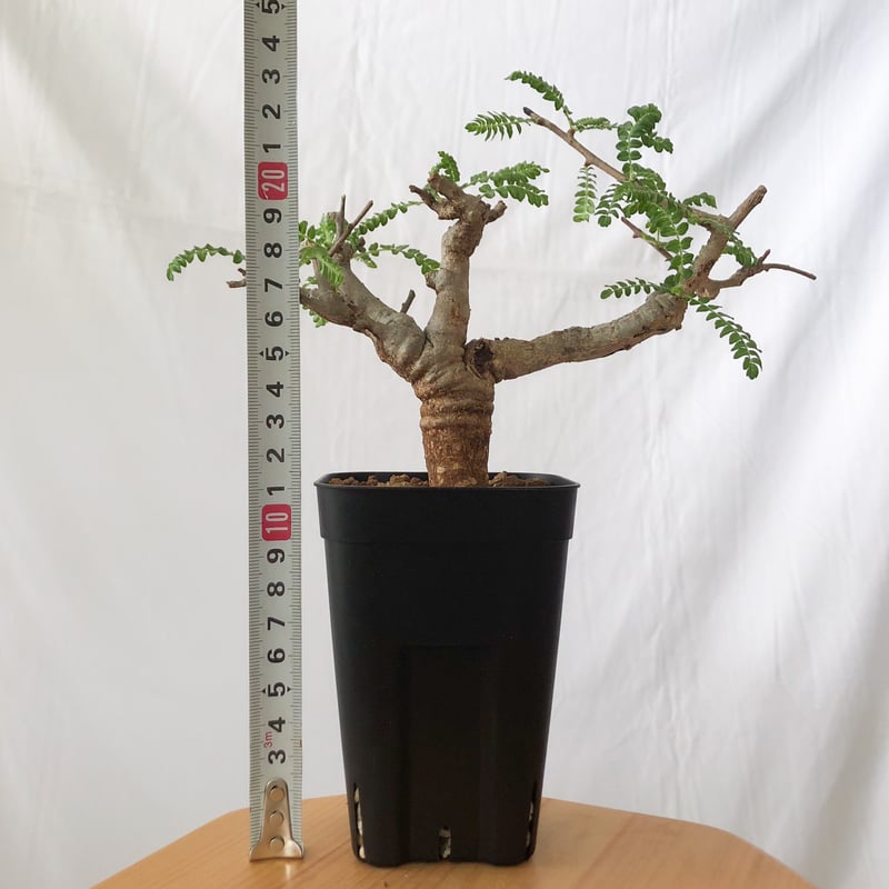 ボスウェリア ネグレクタ【発根管理中】Boswellia neglecta 多肉