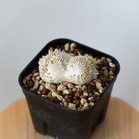 パキポディウム ブレビカウレ 恵比寿笑い 実生 Pachypodium brevicaule 塊根植物 コーデックス 多肉植物 珍奇植物 静岡 ANTIDOTE 通販 S1435