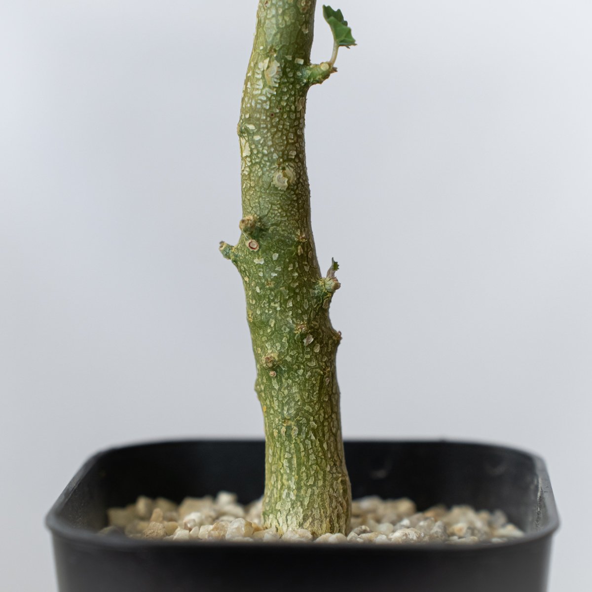 超希少　ドルステニア　ジプソフィラ　実生 ドルステニア ジプソフィラ 実生 Dorstenia gypsophila 塊根植物 多肉