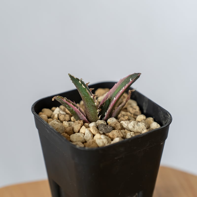 アガベ　モンタナ白覆輪　鉢のまま発送 アガベ モンタナ白覆輪 鉢のまま発送