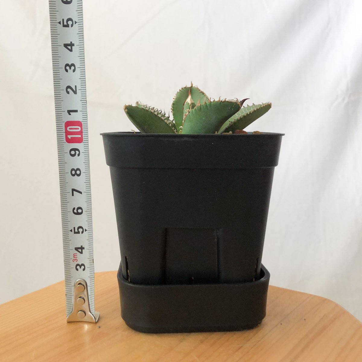 極上株】アガベ チタノタ 鬣蜥 イグアナ TC株 Agave titanota 多肉植物