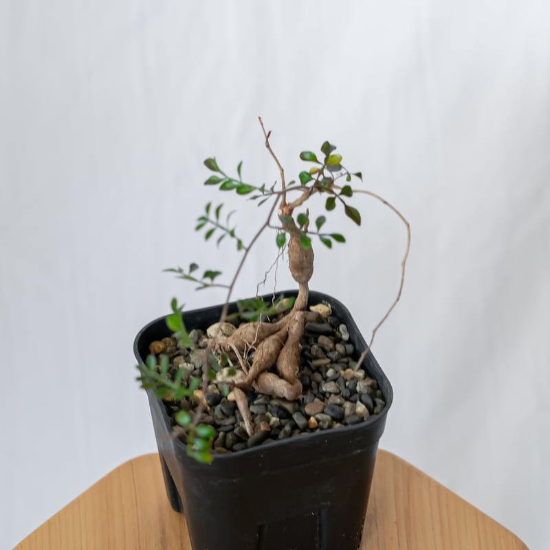 オペルクリカリア パキプス Operculicarya pachypus 実生 塊根植物 多肉