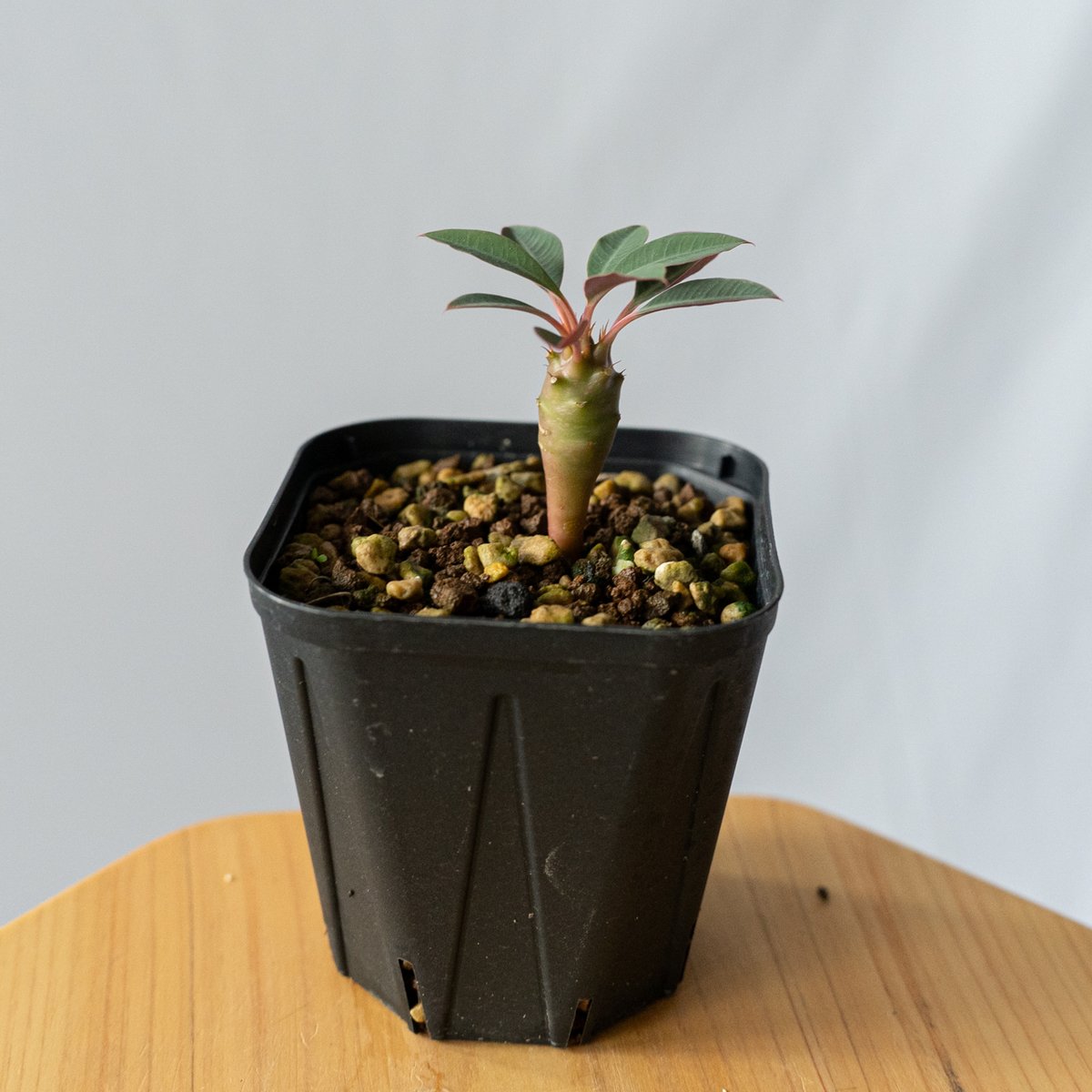 ユーフォルビア パキポディオイデス Euphorbia pachypodioides 多肉植物