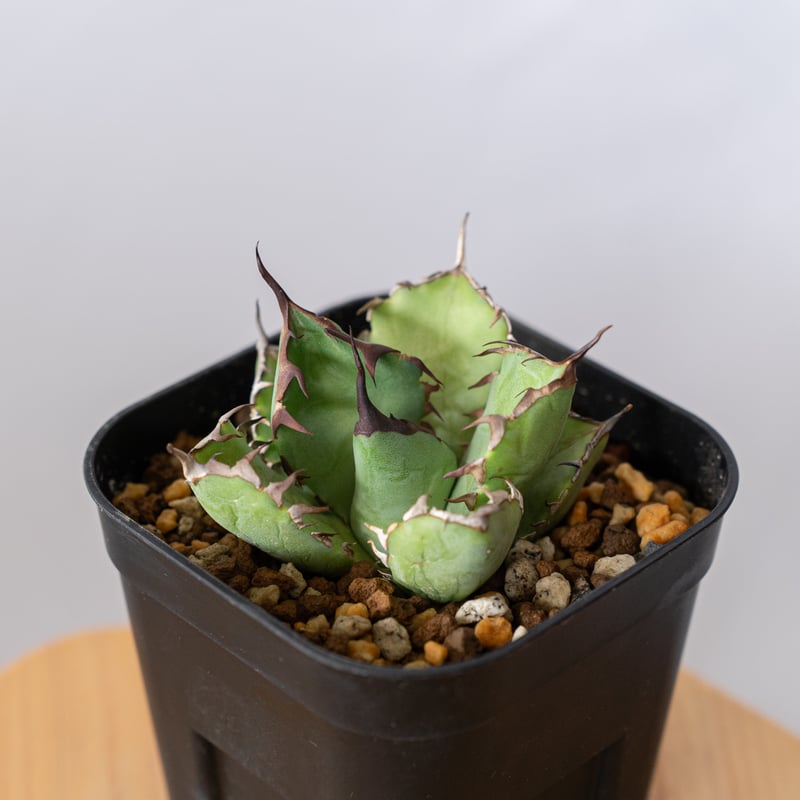 アガベ チタノタ 黒鯨 Agave titanota Black Whale 多肉植物 珍奇植
