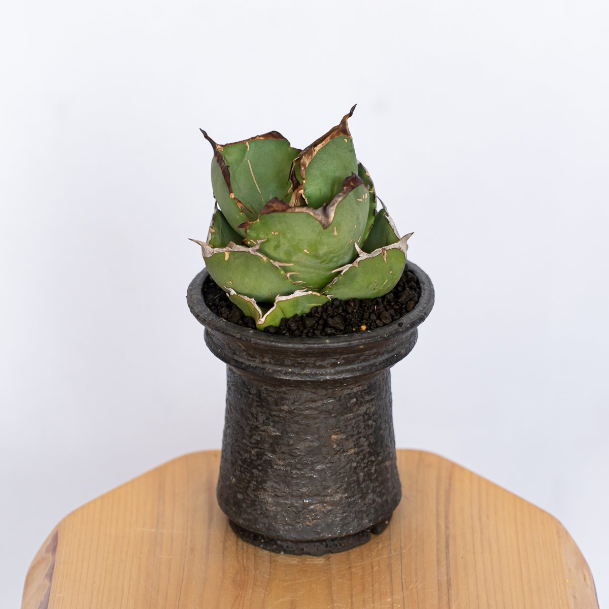 保田修作鉢セット】アガベ チタノタ 純血ジャガーノート 【発根管理中