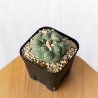ロフォフォラ 疣銀冠玉 実生 美株 Lophophora williamsii var. decipiens﻿ サボテン 多肉植物 珍奇植物 静岡 ANTIDOTE 通販 S736