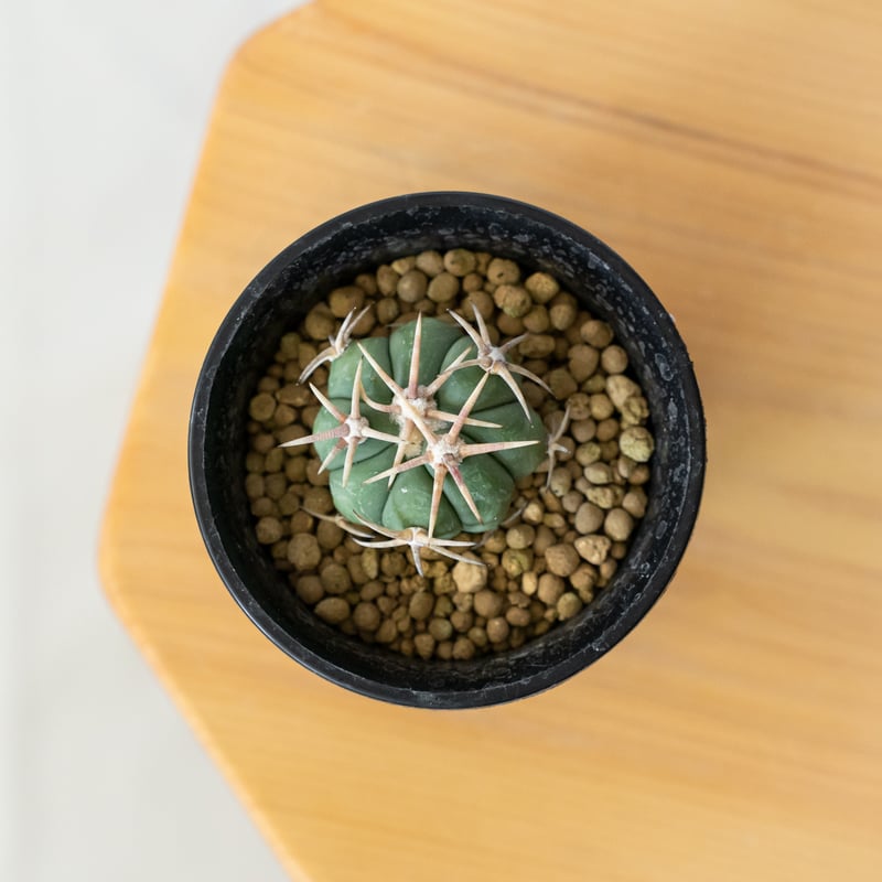 エキノカクタス 白刺翠平丸 実生 美株 Echinocactus horizonthaloni
