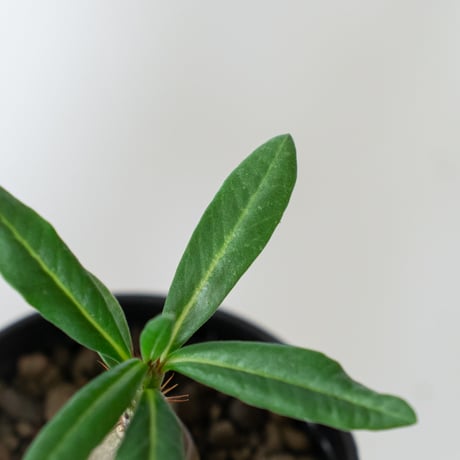 パキポディウム サキュレンタム 実生 Pachypodium succulentum 塊根植物 コーデックス 多肉植物 珍奇植物 静岡 ANTIDOTE 通販 S1468
