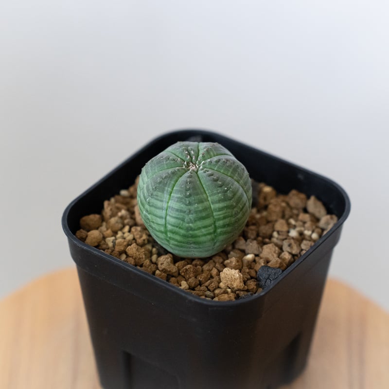 確認用　オベサ実生　ユーフォルビア ユーフォルビアオベサ実生記録｜🍀GreenSnap（グリーンスナップ）