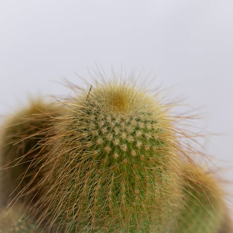 金晃丸 キンコウマル Golden ball cactus サボテン 多肉植物 静岡 ANTIDOTE 通販 S1288
