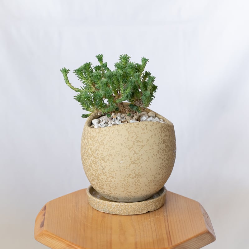 ユーフォルビア ムルチセプス 鉢セット 多頭キリン Euphorbia