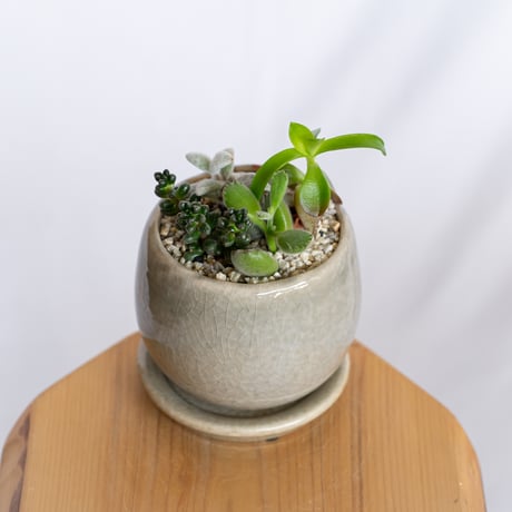 多肉植物 寄せ植え 鉢セット インテリア 多肉植物 観葉植物 珍奇植物 静岡 ANTIDOTE 通販 S1279
