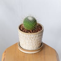 アストロフィツム 亀甲兜 Astrophytum 多肉植物 サボテン 珍奇植物