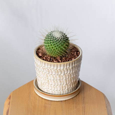 マミラリア ピコ 鉢セット Mammillaria spinosissima pico サボテン 多肉植物 観葉植物 静岡 ANTIDOTE 通販 S1341