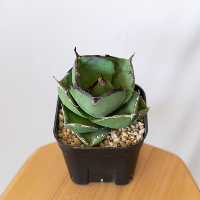 アガベ チタノタ 純血ジャガーノート 美株 OC株 Agave titanota Jugger