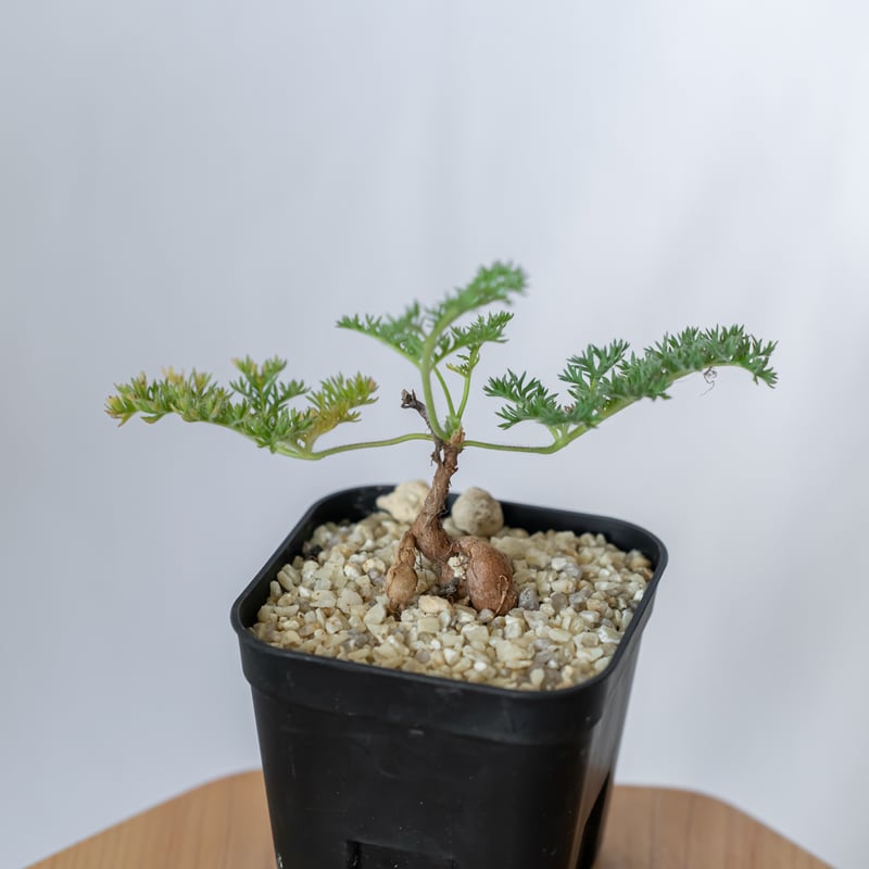 ペラルゴニウム トリステ 実生 Pelargonium triste 多肉植物 珍奇植物