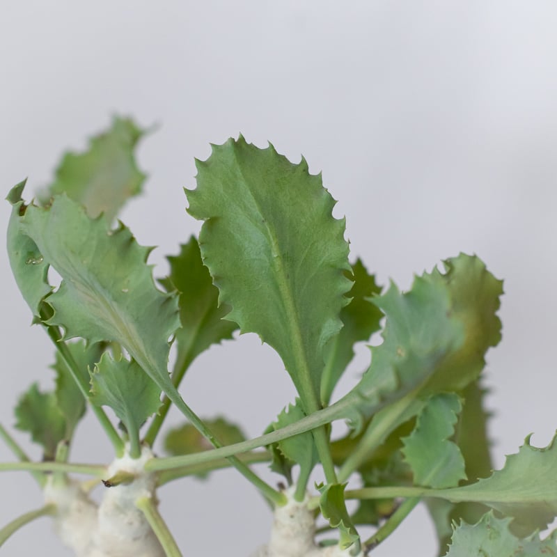 オトンナ クレムノフィラ 実生 Othonna cremnophila 塊根植物