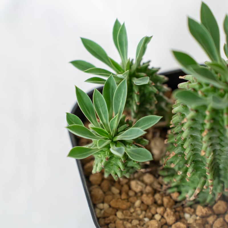 ユーフォルビア アズミノテッコウマル 安曇野鉄甲 実生 Euphorbia