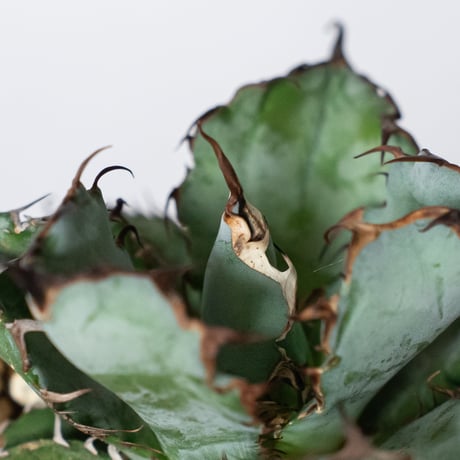アガベ チタノタ ブラックアンドブルー BB  OC株【発根管理中】Agave titanota Black & Blue 多肉植物 珍奇植物 静岡 ANTIDOTE 通販 S1310