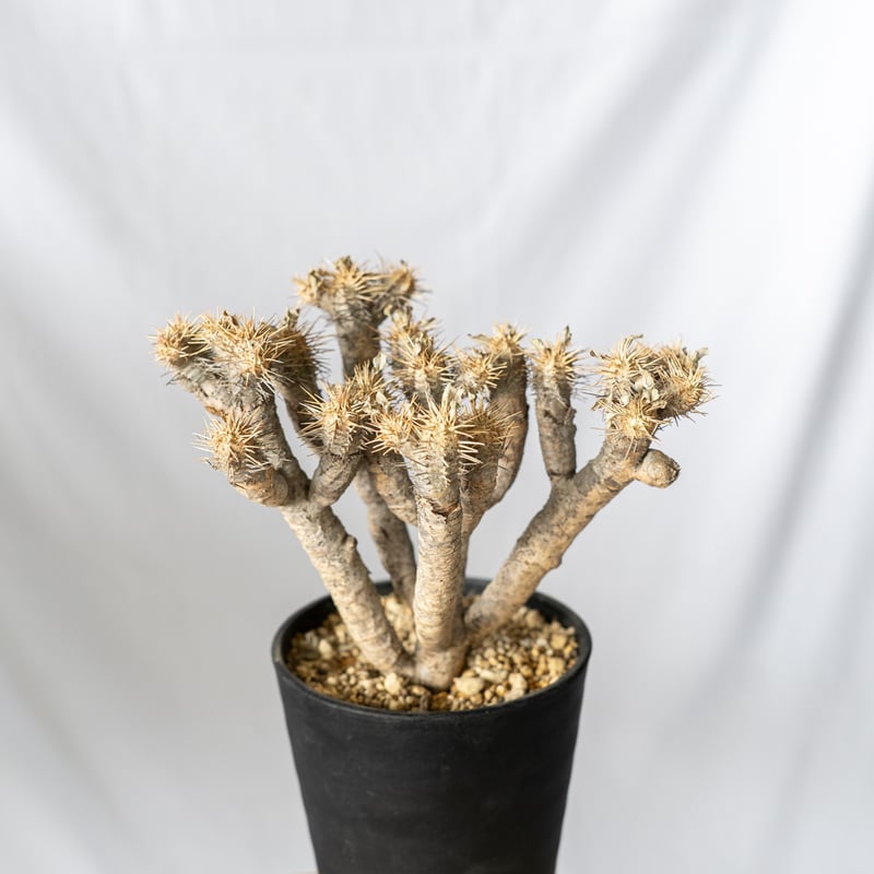 ユーフォルビア ギラウミニアナ Euphorbia guillauminiana 多肉植物