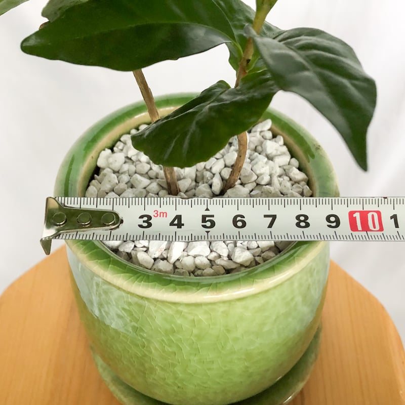 コーヒーの木 鉢セット Coffee tree 観葉植物 インテリアグリーン 珍奇