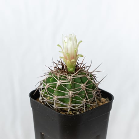 ギムノカリキウム フェロシオール 実生 Gymnocalycium hybopleurum v. ferocior サボテン 多肉植物 珍奇植物 静岡 ANTIDOTE 通販 S642