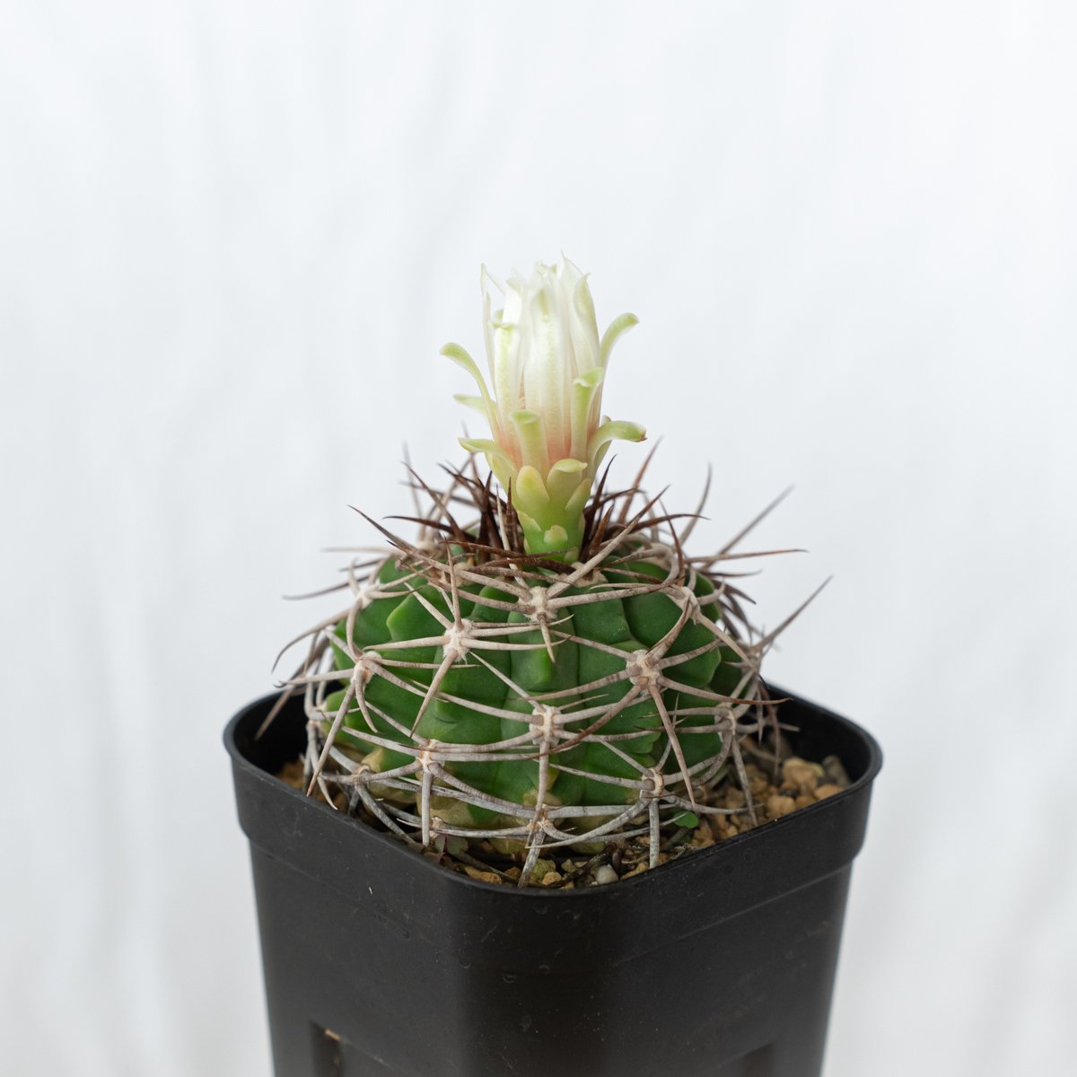 ギムノカリキウム フェロシオール 実生 Gymnocalycium hybopleurum v