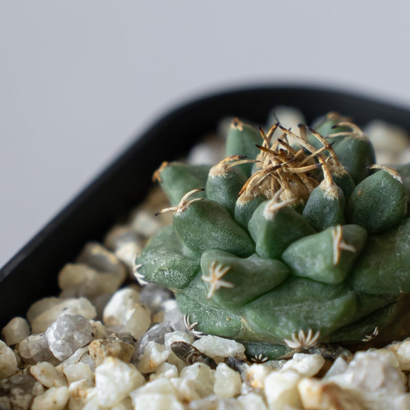 ツルビニカルプス アロンソイ 実生 Turbinicarpus alonsoi サボテン