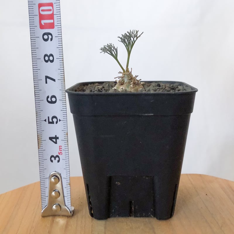 モンソニア（ サルコカウロン ）ペニクリナム 実生 新着】モンソニア ペニクリナム（サルコカウロン）☆Monsonia