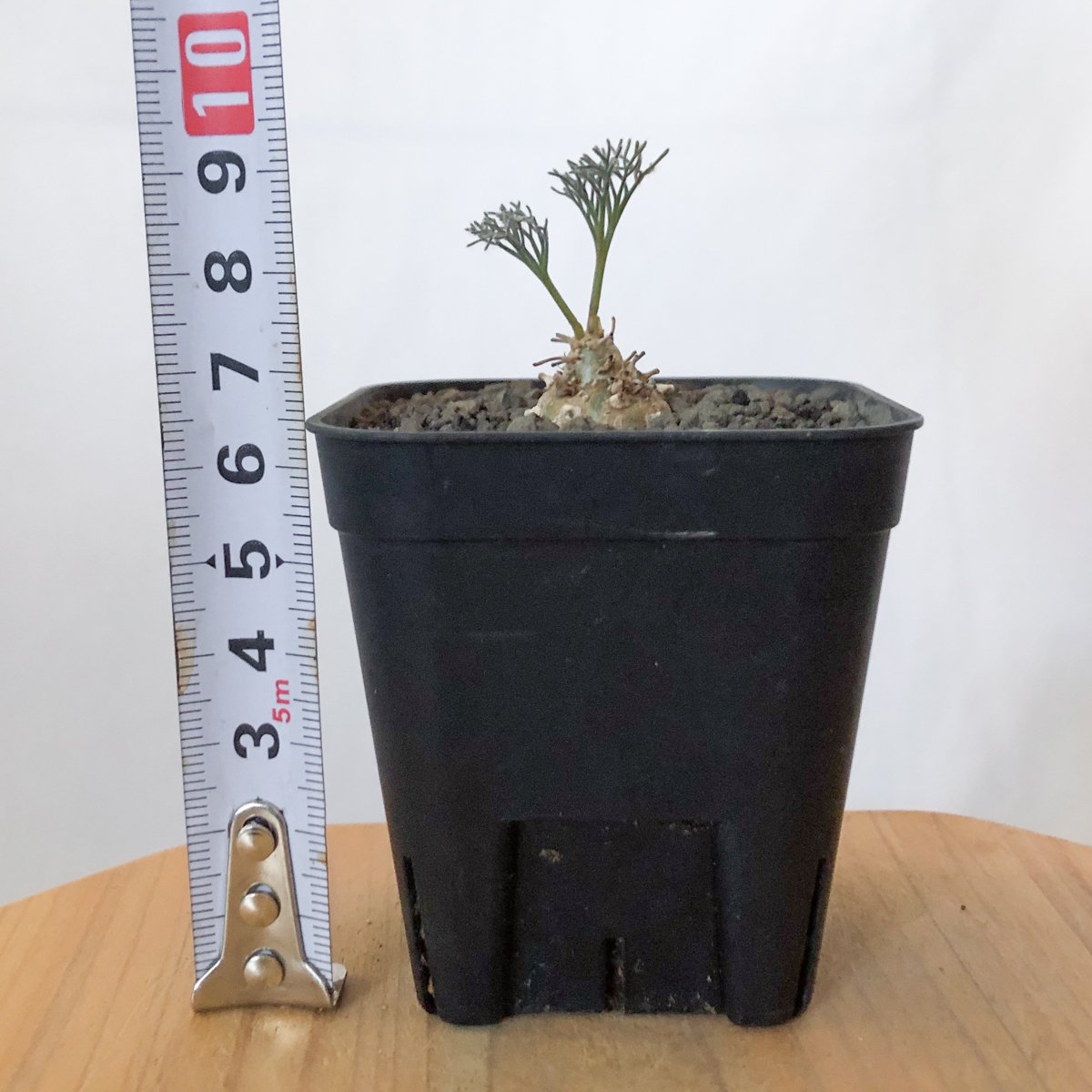 モンソニア ペニクリナム 実生 Monsonia peniculinum サルコカウロン