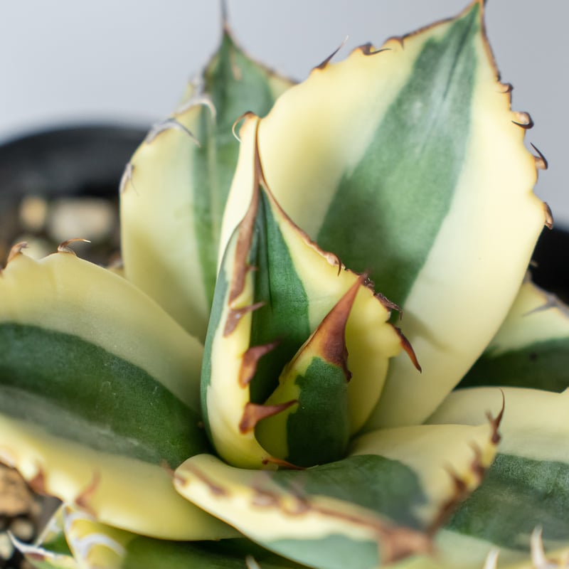 超美株！！アガベ　チタノタ　スナグルトゥース アガベ チタノタ スナグルトゥース Agave titanota Snaggle