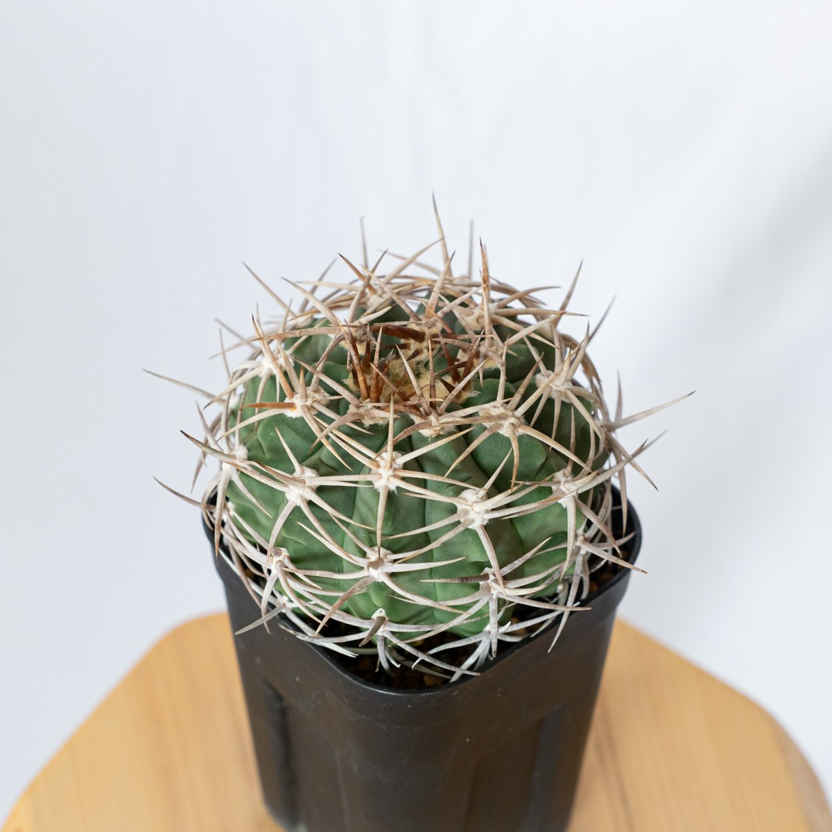 ギムノカリキウム フェロシオール 美株 実生 Gymnocalycium hybopleuru