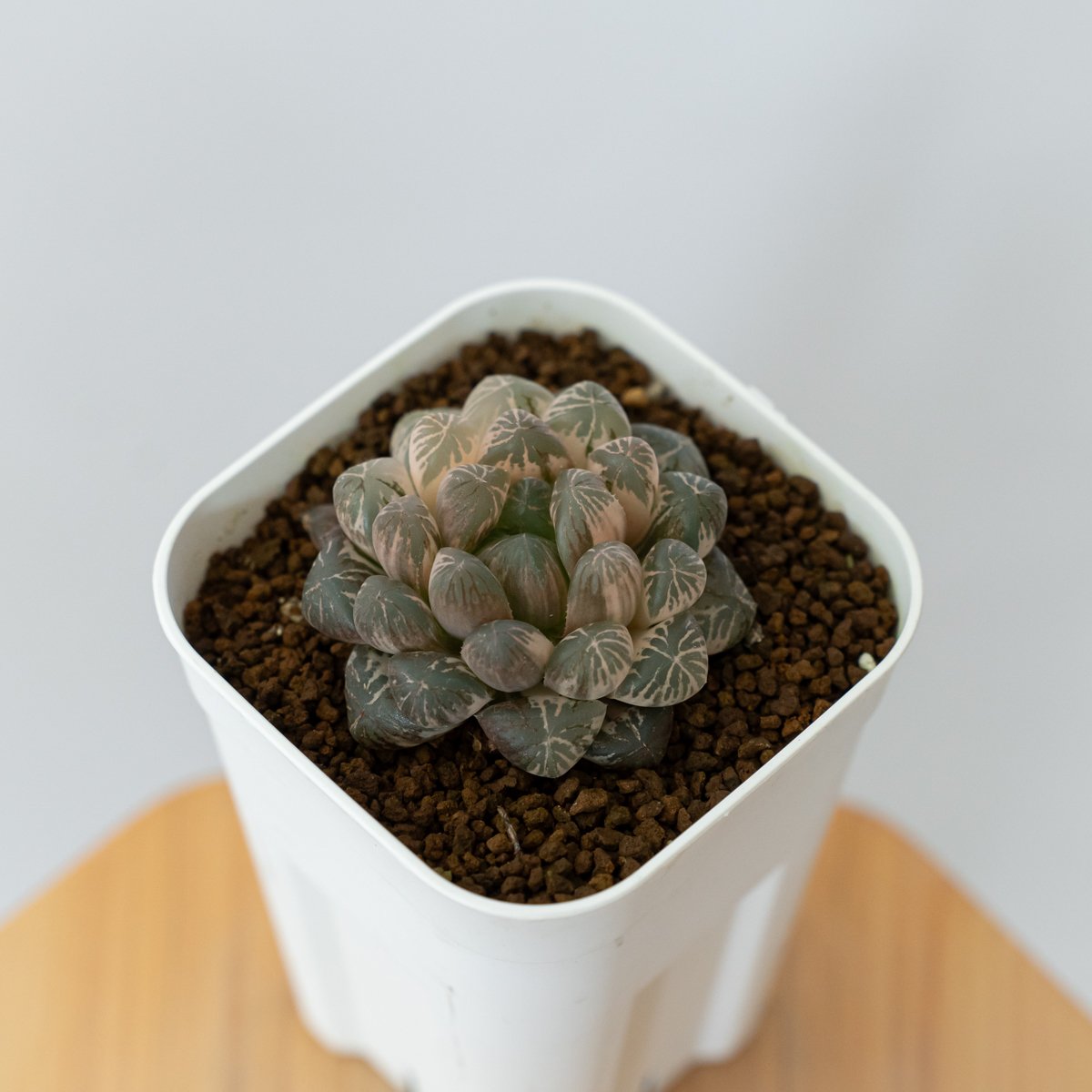 ハオルチア ⭐️姫オブツーサ錦⭐️ピンク系糊斑透明度超高　極上美苗　極上美品　発根済 ハオルチア ⭐️姫オブツーサ錦⭐️ピンク系糊斑透明度超高 極上