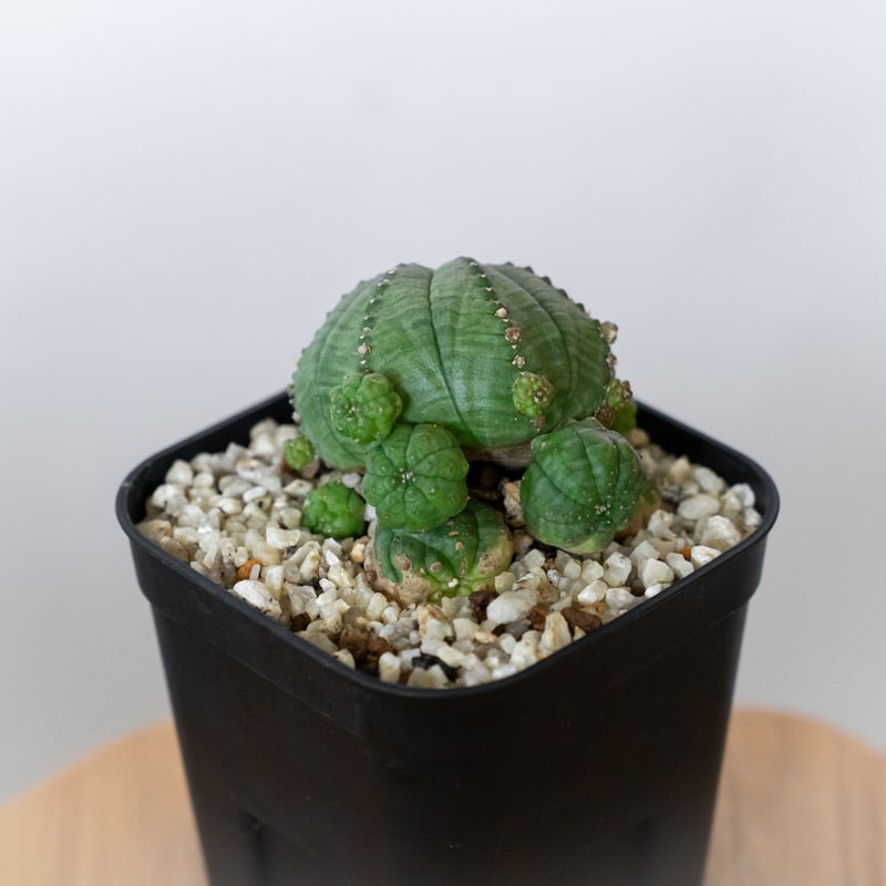 ユーフォルビア 仔吹きシンメトリカ Euphorbia symmetrica オベサ 多肉
