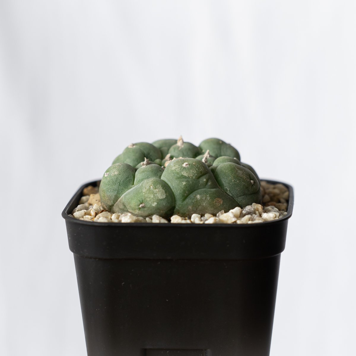 ロフォフォラ 疣銀冠玉 実生 美株 Lophophora williamsii var. de
