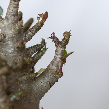 パキポディウム ブレビカウレ 恵比寿笑い 実生 Pachypodium brevicaule 塊根植物 コーデックス 多肉植物 珍奇植物 静岡 ANTIDOTE 通販 S1350