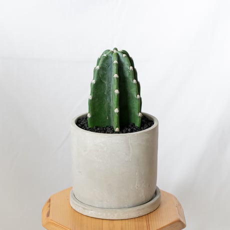 柱サボテン | STORES