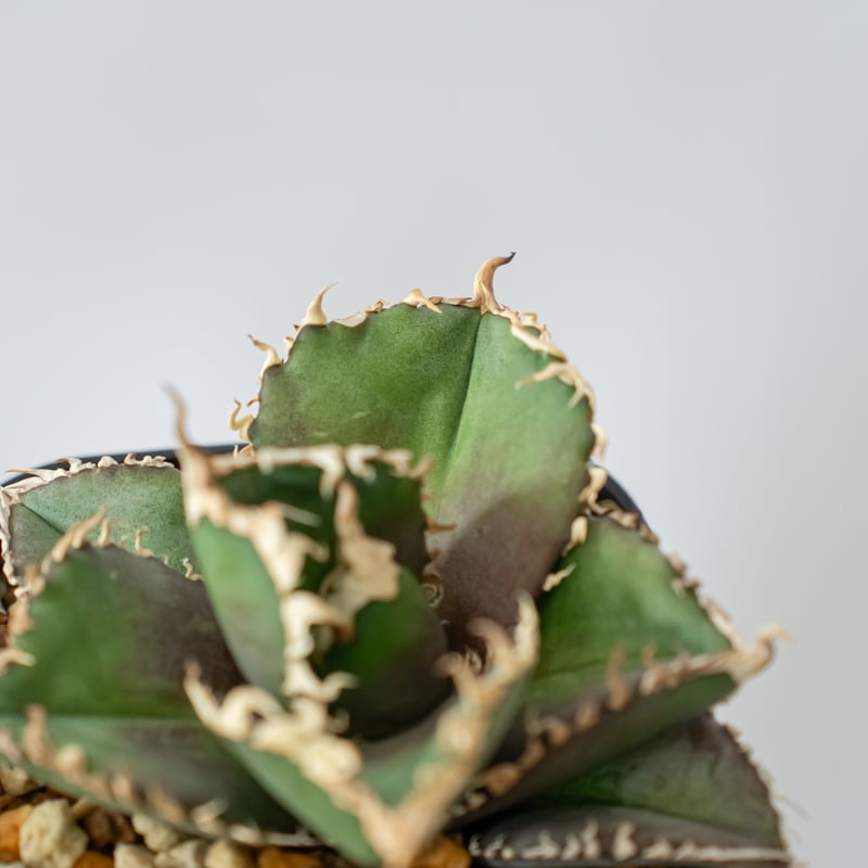 アガベ チタノタ 金剛 美株 TC株 Agave titanota adamantine 多肉