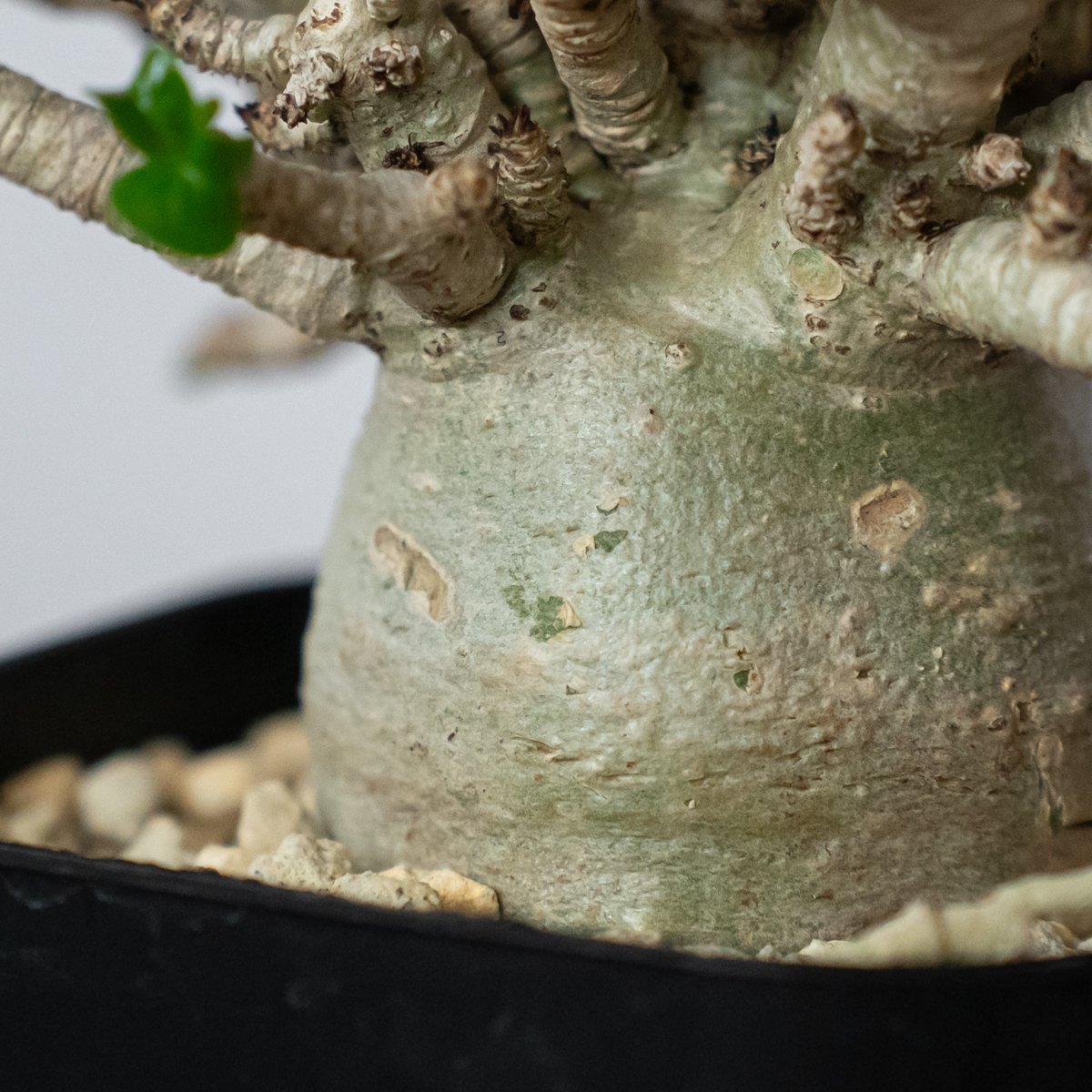 アデニウム アラビカム ドーセットホーン 獅子葉 輸入実生 Adenium